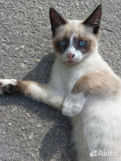 Бездомный котик в поиске семьи