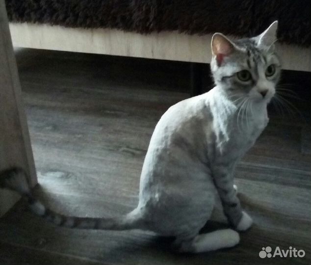 Стрижка кошек и котов