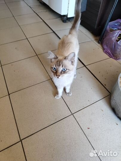 Котик бесплатно