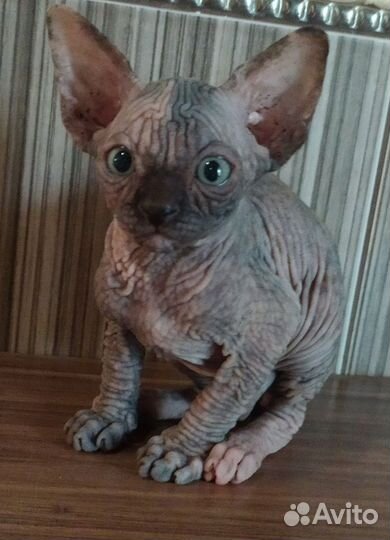 Канадский сфинкс