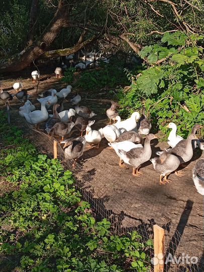 Гусь, мулард, бройлер