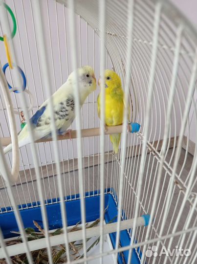 Волнистый попугай с клеткой