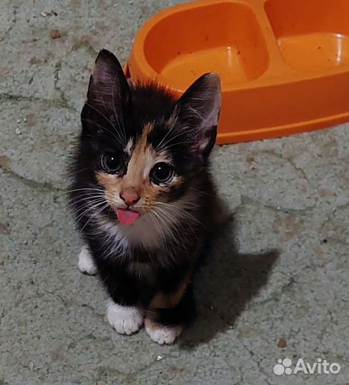 Котенок девочка трехцветная в добрые руки