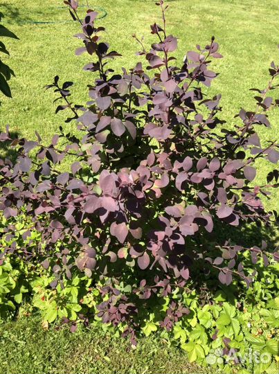 Барбарис тунберга