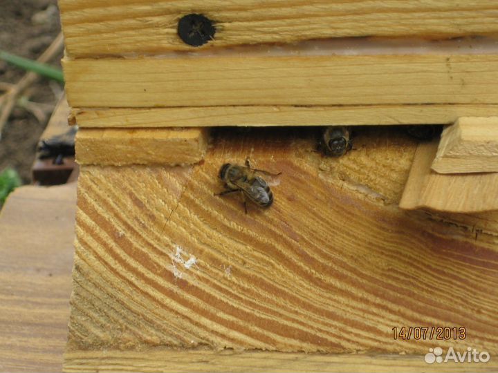 Продаются пчёлы