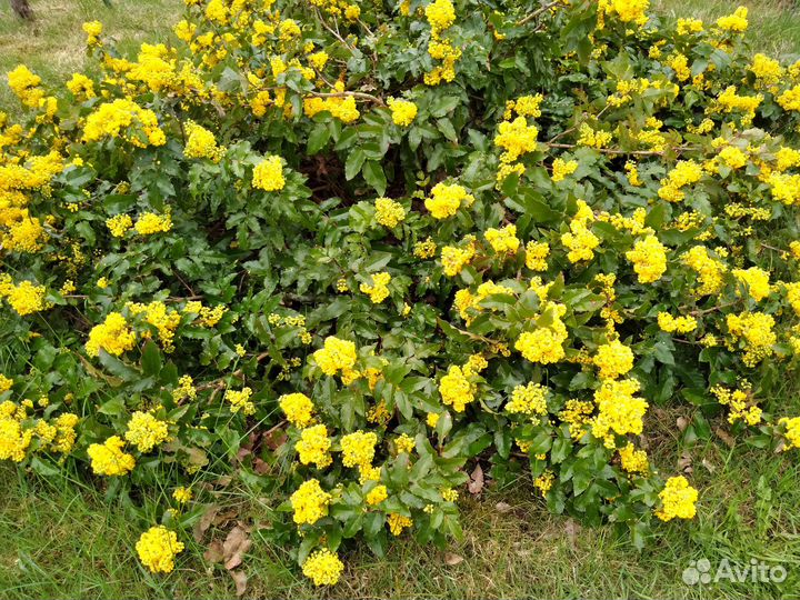 Магония падуболистная