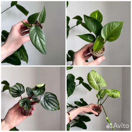 Набор растений №32