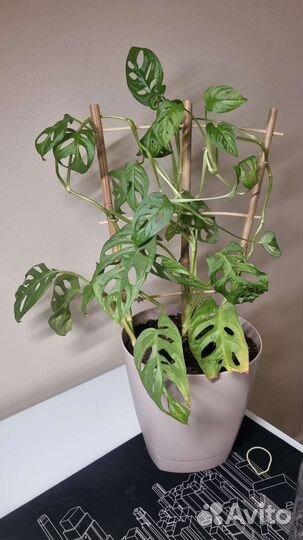 Монстера манки, монстера адансона