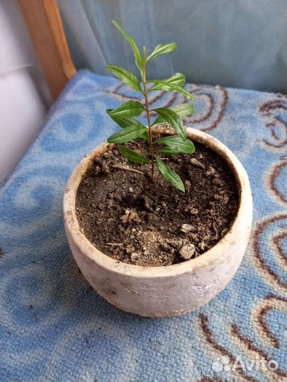 Комнатные цветы в горшках