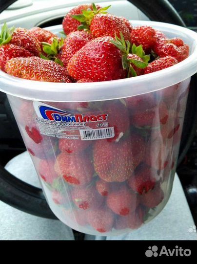 В наличии Лорд Азия клубники с закрытой корневой