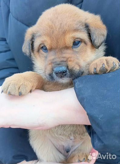 Щенята в добрые руки. Доставим