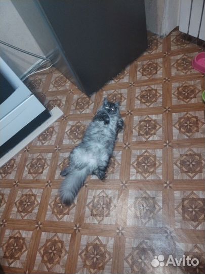 Кошка на вязку