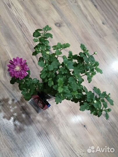 Хризантема мультифлора