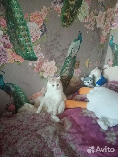 Турецкий ван