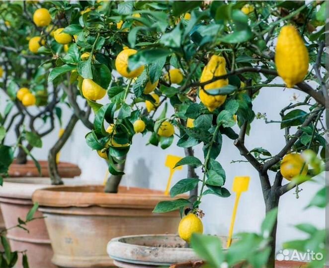 Лимонное дерево для дома в горшках