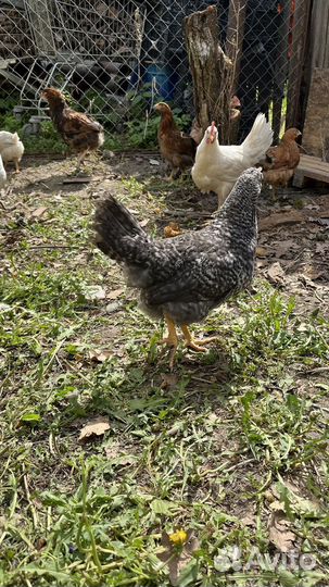 Куры молодки