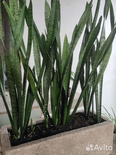 Сансевиерия Тещин язык Щучий хвост