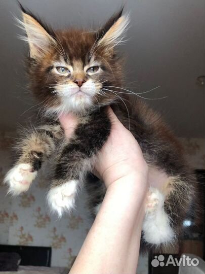 Котята мейн-кун