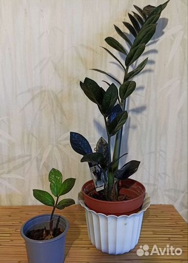 Замиокулькас черный ворон