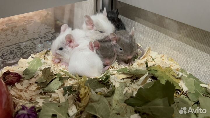 Дегу, чилийская белка из питомника