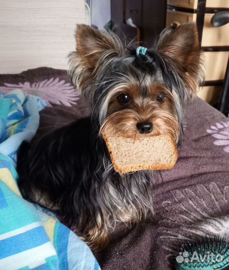 Вязка собак йорк