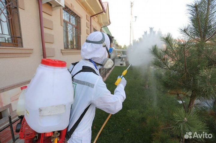 Уничтожение насекомых клопов тараканов