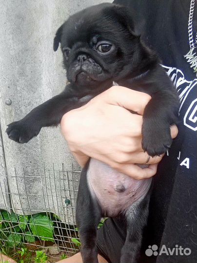 Щенки мопса