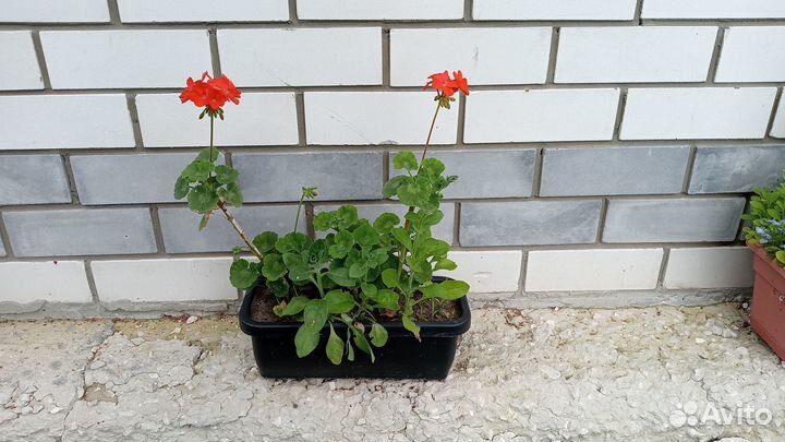 Цветочный микс из однолетников в балконном ящике