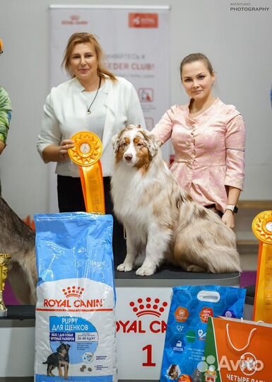 Услуги хендлера