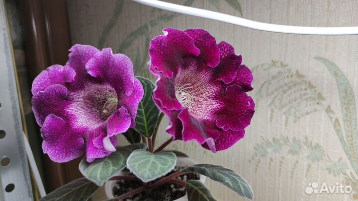 Глоксинии немахровые