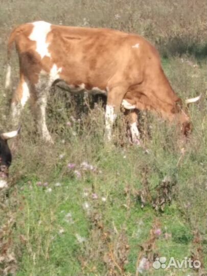 Корова дойная