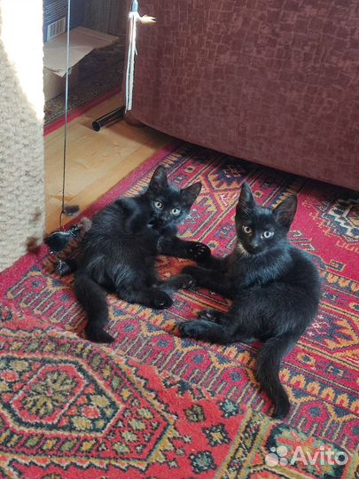 Котята бесплатно