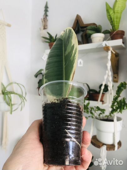 Фикус Эластика Тинеки