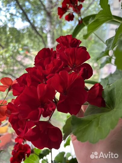 Сортовая герань в горшке