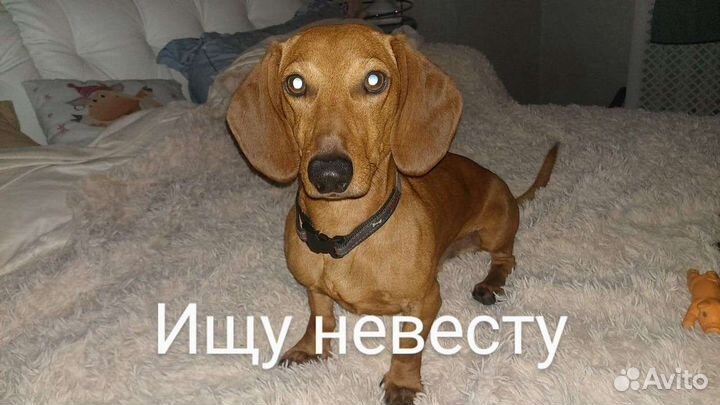 Такса ищет невесту