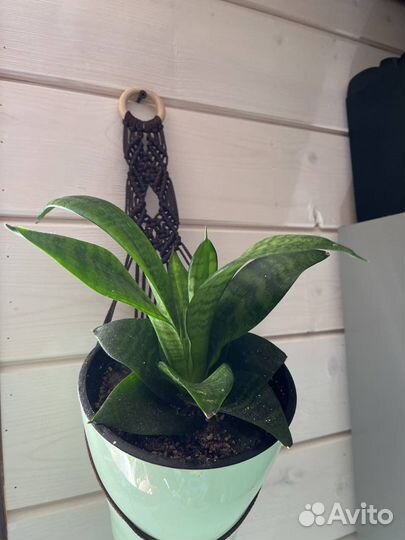 Подвесные кашпо