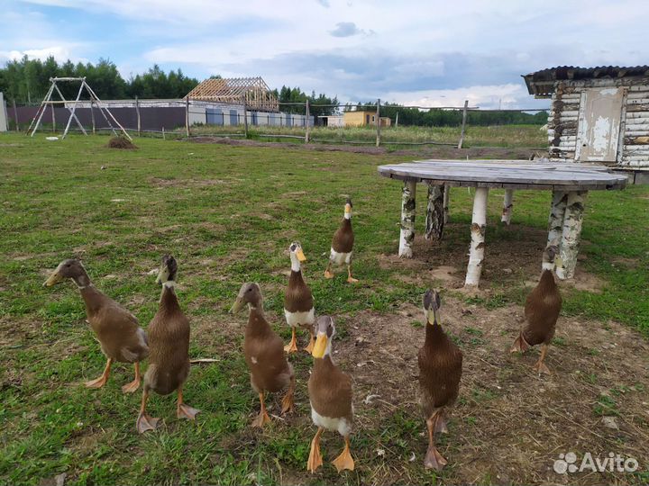 Индийские бегунки - мальчишки (селезни)