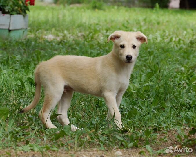 Щенок в добрые руки