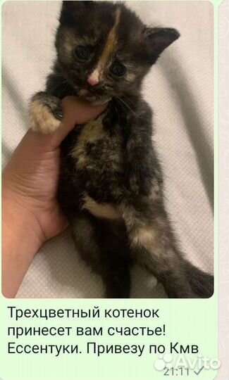 Кошка в дар