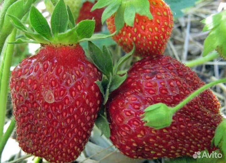 Рассада клубники Черный Лебедь
