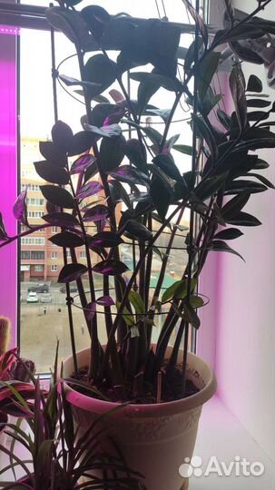 Замиокулькас