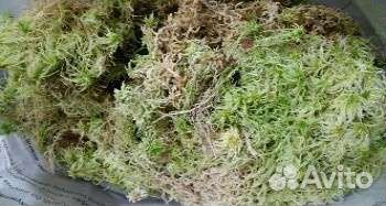 Мох сфагнум