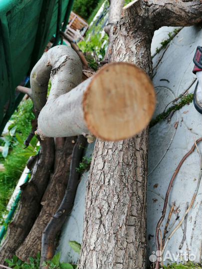 Спилы дерева ивы, для творчества, рукоделия