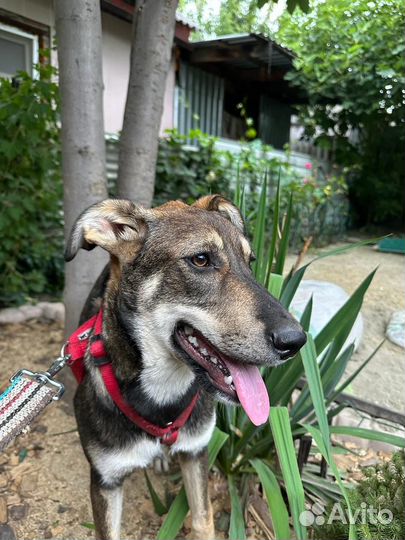 Собака в добрые руки отдам бесплатно