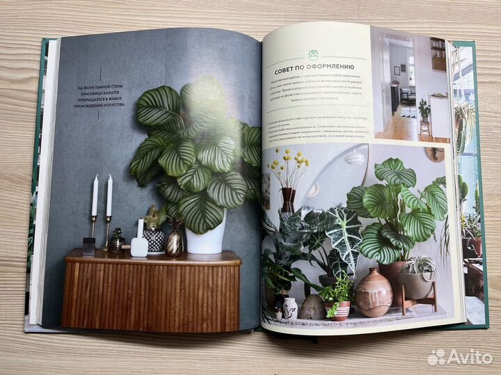 Urban jungle книга миф