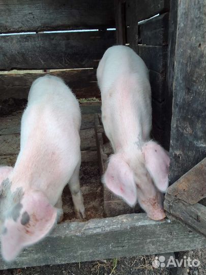 Поросенок ландрас
