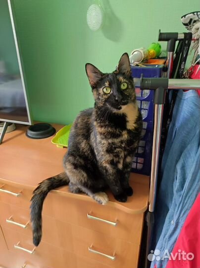 Кошка в добрые руки