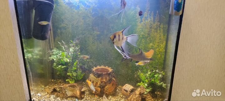 Аквариум с тумбой 160л