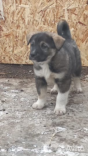Щенки бесплатно