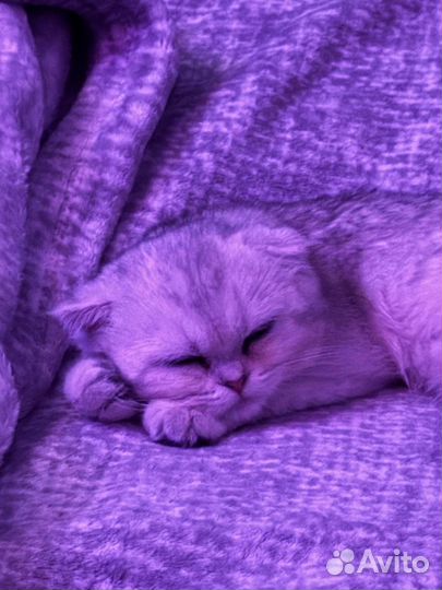 Скоттиш- Фолд (вислоухая)